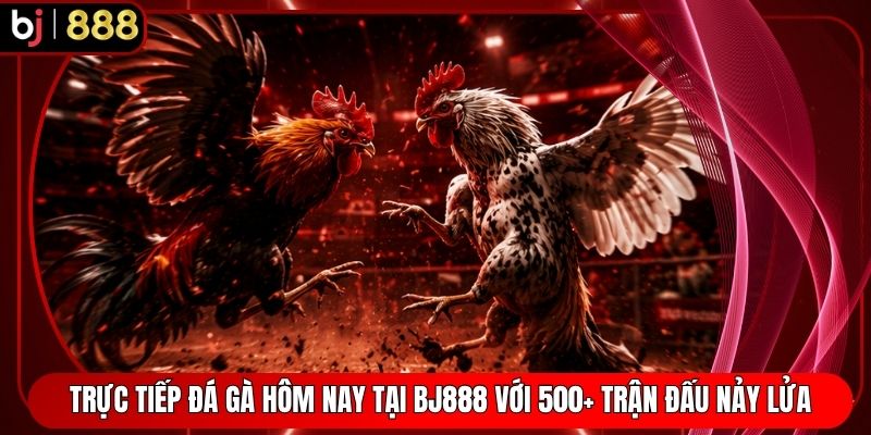 Trực Tiếp Đá Gà Hôm Nay Tại BJ888 Với 500+ Trận Đấu Nảy Lửa